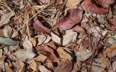 Satu Minggu Penuh Berita Buruk, WALHI dan FPRB DIY: Darurat Air Bersih!